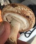 Riesenchampignon, Foto 51