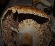 Riesenchampignon, Foto 55