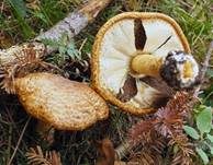 Riesenchampignon, Foto 57