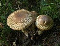 Riesenchampignon, Foto 60