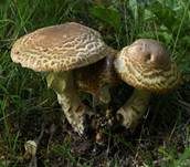 Riesenchampignon, Foto 61