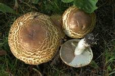 Riesenchampignon, Foto 62