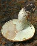Riesenchampignon, Foto 63