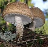 Riesenchampignon, Foto 65