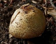 Riesenchampignon, Foto 9