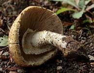 Riesenchampignon, Foto 10