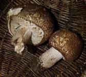 Riesenchampignon, Foto 11
