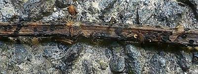 Blattstiel-Spaltbecherchen, Foto 5