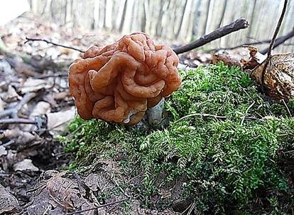 Riesenlorchel, Foto 2