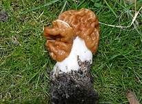 Riesenlorchel, Foto 6
