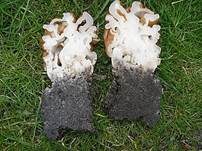 Riesenlorchel, Foto 7