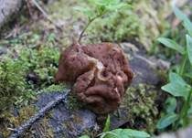 Riesenlorchel, Foto 9
