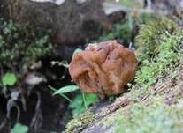 Riesenlorchel, Foto 10