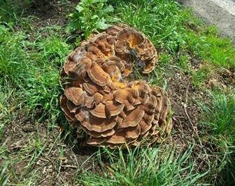Riesenporling, Foto 2