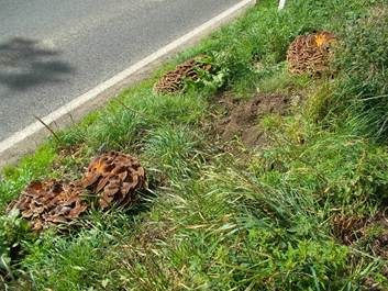 Riesenporling, Foto 3