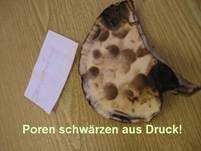 Riesenporling, Foto 19