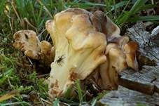 Riesenporling, Foto 23