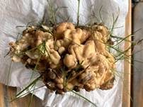 Riesenporling, Foto 46