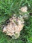 Riesenporling, Foto 47