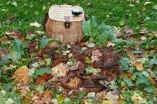 Riesenporling, Foto 8