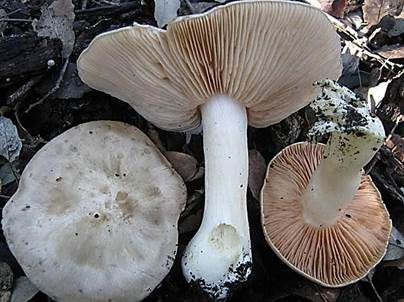 Riesenrötling, Foto 2