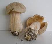 Riesenrötling, Foto 6
