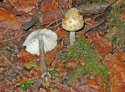 Riesenscheidenstreifling, Foto 2