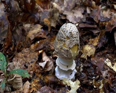 Riesenscheidenstreifling, Foto 3