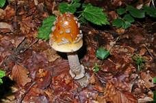 Riesenscheidenstreifling, Foto 12