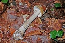 Riesenscheidenstreifling, Foto 13