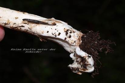 Riesenscheidenstreifling, Foto 15