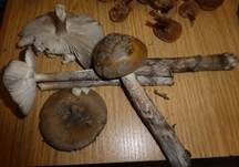 Riesenscheidenstreifling, Foto 21