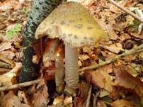 Riesenscheidenstreifling, Foto 6