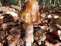 Riesenscheidenstreifling, Foto 7