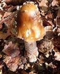 Riesenscheidenstreifling, Foto 8