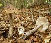 Riesenscheidenstreifling, Foto 10