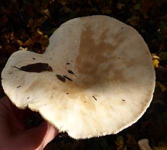 Riesentrichterling, Foto 2