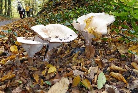 Riesentrichterling, Foto 4