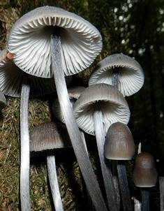 Rillstieliger Helmling, Foto 3