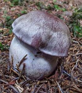 Blauberandeter Seidenkopf, Foto 6