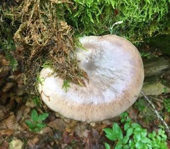 Rillstieliger Seitling, Foto 4