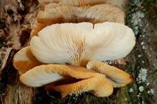 Rillstieliger Seitling, Foto 7