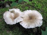 Rillstieliger Seitling, Foto 9