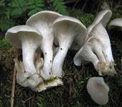 Rillstieliger Seitling, Foto 11