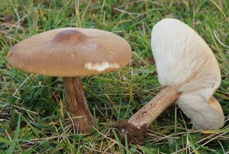 Rillstieliger Weichritterling, Foto 2