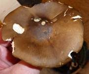 Rillstieliger Weichritterling, Foto 13