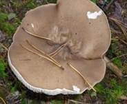 Rillstieliger Weichritterling, Foto 14