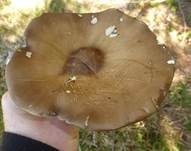 Rillstieliger Weichritterling, Foto 16