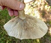 Rillstieliger Weichritterling, Foto 17