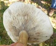 Rillstieliger Weichritterling, Foto 18